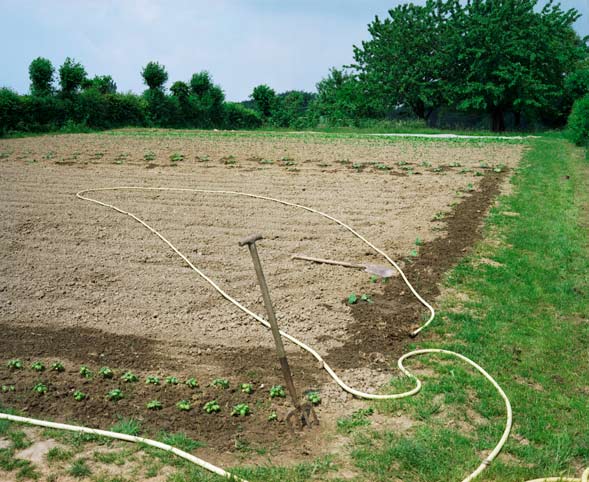 ein gartenschlauch liegt in einer schwungvollen windung auf dem zum bepflanzen vorbereiteten acker. // a garden hose lies in a sweeping coil on the field preparated for planting. 