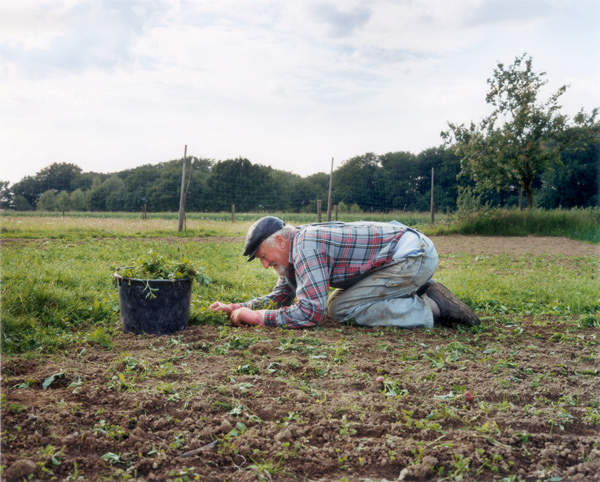 erwin jätet wildkräuter // erwin weeding wild herbs