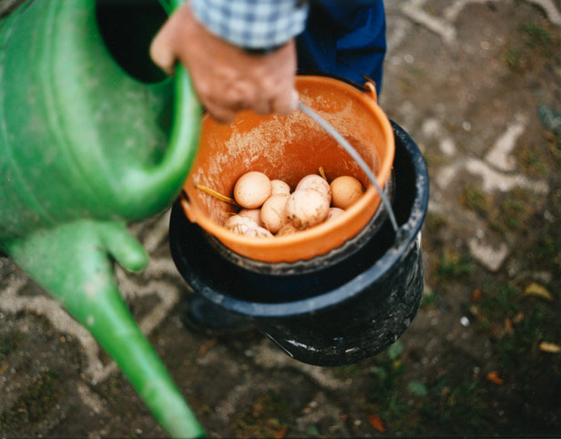 frisch gesammelte eier · fresh eggs