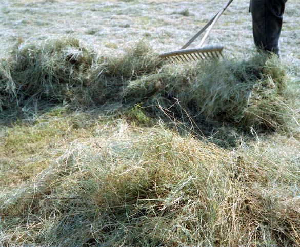 heuernte · hay making