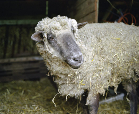 sehr altes schaf · very old sheep