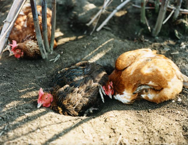 zwei hühner wälzen sich im sandbad. so pflegen sie ihr gefieder und befreien es von parasiten. // two chicken roll around in a sand bath. this is how they care for their feathers and rid them of parasites. 